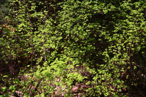 Canyon Maple (Acer grandidentatum)
