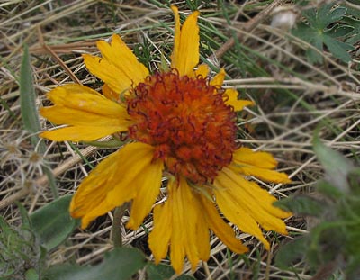 Blanket Flower (Gaillardia aristata)