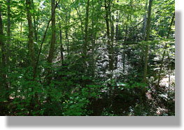 Beaver Creek Wilderness