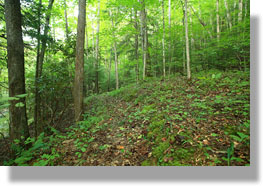 Beaver Creek Wilderness