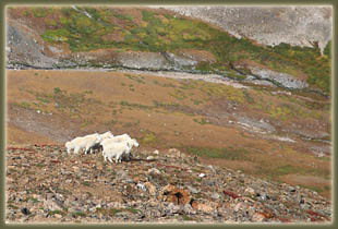 Mt Belford hike