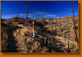 The destruction from the 2000 Bobcat Gulch Wildfire along the Ginny Trail