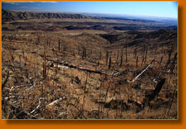 The destruction from the 2000 Bobcat Gulch Wildfire along the Ginny Trail