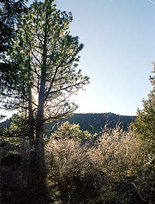 Mountain mahogany and Ponderosa Pine grow thickly in the draws