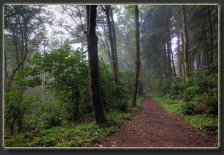 Hiking on Cascade Head Preserve, Oregon