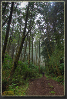 Hiking on Cascade Head Preserve, Oregon