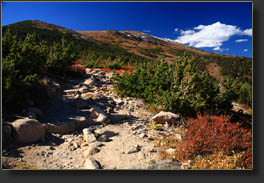 Fall color on the Longs Peak Trail
