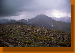 Mt Harvard and wildflowers