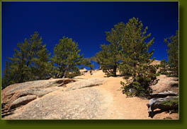 Bristlecone pines near the summit