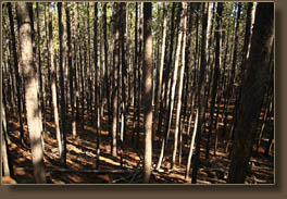 Dense lodgepole pine near summit of Crosier Mt