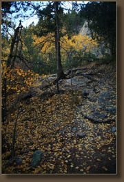 Aspen leaves cover the Garden Gate trail on Crosier Mt