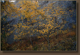 Fall color on the Garden Gate Trail on Crosier Mountain