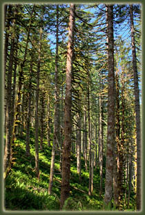 Cummins Ridge, Cummins Creek Wilderness, Oregon