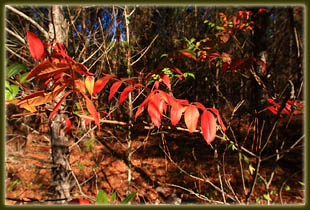 Driskill Mt Trail, Louisiana