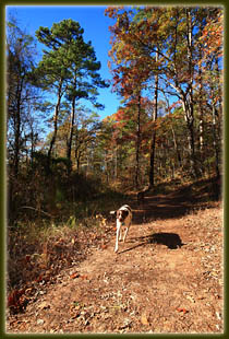 Driskill Mt Trail, Louisiana