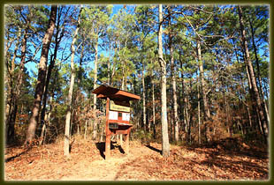 Driskill Mt Trail, Louisiana