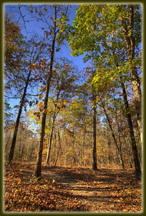 Driskill Mt Trail, Louisiana