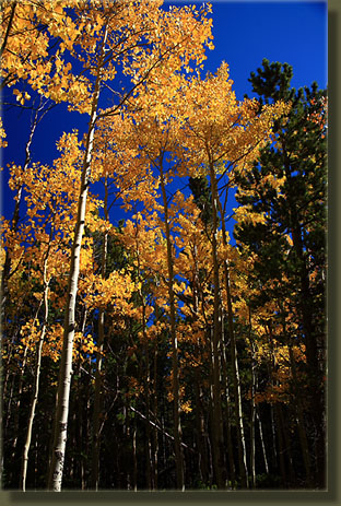 Fall aspen on the Estes Cone Trail