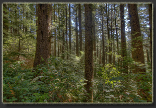 Hiking Falcon Cove in Oswald West State Park, OR