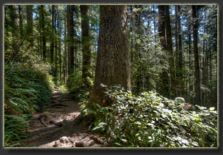 Hiking Falcon Cove in Oswald West State Park, OR