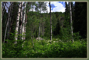 Gilpin Lake - Gold Creek Loop Hike