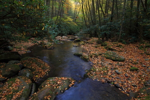 Gregory Bald hike, Great Smoky Mountains, NC