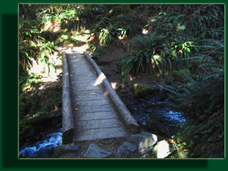 The Hoh River Trail crosses many streams