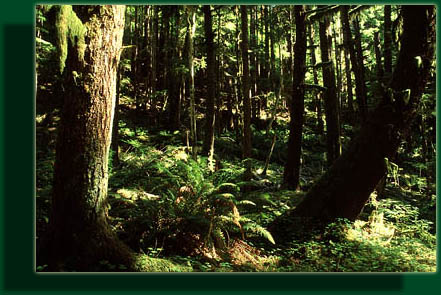 Hoh River Trail