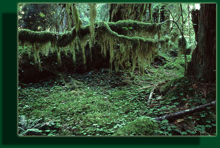 Clubmoss hung from almost every branch, especially on vine maples