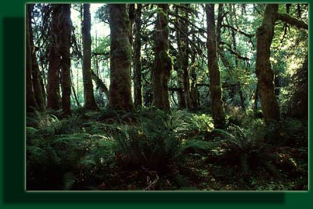 Hoh River Trail