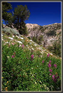 Island Lake Trail in the Ruby Mountains, Nevada