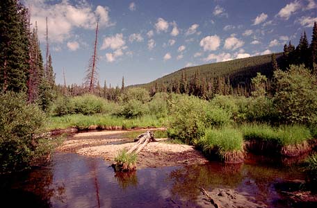 North Fork Little Laramie River, Medicine Bow National Forest