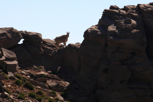 Mountain goat encounters,this one was the last of 3