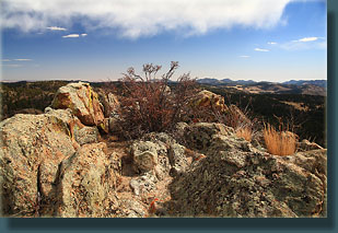 The shrub on top of Lonetree Mt