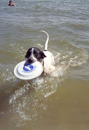 Frank brings in the frisbee while Andra wades offshore