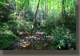 Meigs Creek Trail, TN