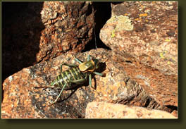 A fat, green cricket on the Mt Audubon Trail