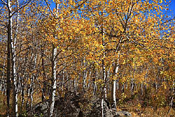 Aspen along the Mt Margaret Trail near Red Feather Lakes