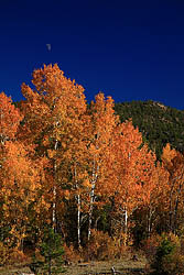 Aspen along the Mt Margaret Trail near Red Feather Lakes