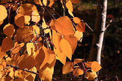 Beautiful fall aspen yellow in the trees near Dowdy Lake