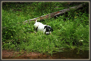 Frank chews a stick next to North Lone Pine Creek