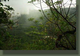 Ko'olau Range through the trees