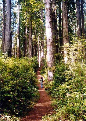 Andra hikes in the Redwoods