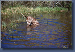 Makenzie chasing rocks in a beaver pond