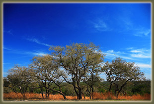 Oak trees