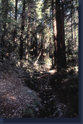 Pfeiffer Falls Trail