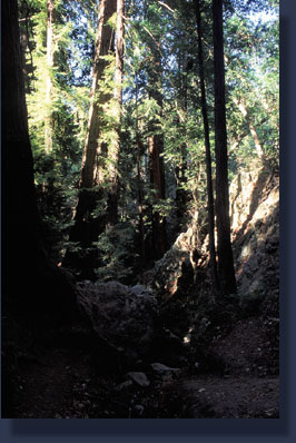 Pfeiffer Falls Trail