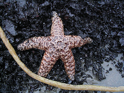 Starfish on a rock, Rialto Beach, Washington