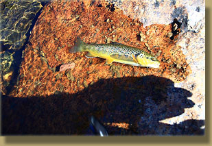 Brown trout from the Poudre River