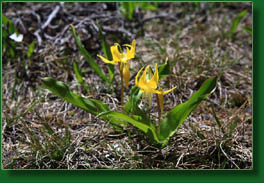 avalanche lilies (Erythronium grandiflorum)